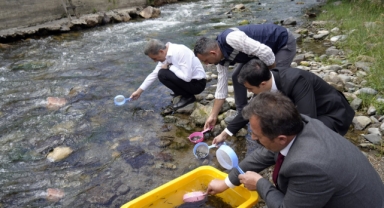 Gümüşhane'deki o dereye 10 bin alabalık yavrusu bırakıldı