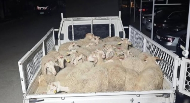 Hayvan pazarlığı hırsızlığa dönüştü, şahıslar kaçamadan yakalandı   