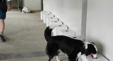 İstilacı böcekler sınır kapılarında tespit edilebilecek