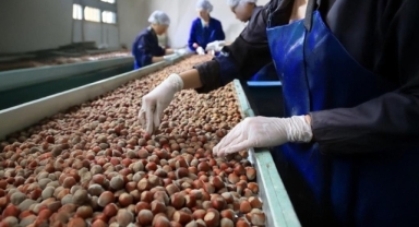 Karadeniz'in O Kenti Fındık İhracatında Zirvede: 6 Ayda 391 Milyon Dolar Gelir