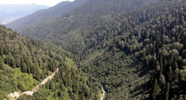 Karadeniz’in o kentinde ormanlara girişler yasaklandı   