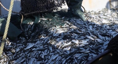 Karadeniz'in su ürünleri ihracatı yılın ilk yarısında 167 milyon doları aştı