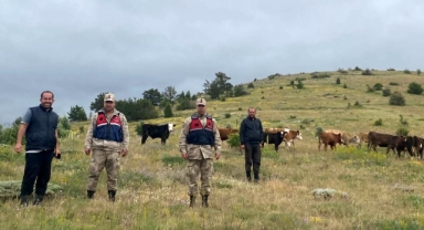 Kaybolan 19 büyükbaş hayvan Giresun il sınırında bulundu