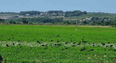 Nesli tehdit altındaki çeltikçi kuşları Sinop'ta görüntülendi