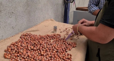 O ilçede fındık hasat tarihleri belli oldu