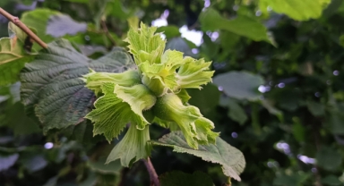 Ordu'da fındık toplama işçi ücretleri belirlendi: Fındıkta günlük yevmiye ne kadar? 