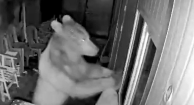 Orman işçilerinin kaldığı kulübeye ayı girdi, o anlar güvenlik kamerasına yansıdı