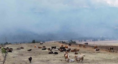 Orman yangını köye yaklaştı, hayvanlar güvenli alanda bekletiliyor