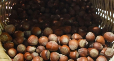 Samsun'da fındık rekoltesi tahmini belli oldu