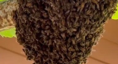 Trabzon'da evin girişini arılar bastı; anne, tencere kapaklarıyla çocuklarını korudu