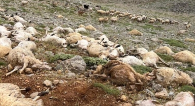 Tunceli'de yıldırım isabet eden 200 koyun telef oldu
