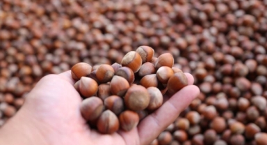 Türkiye fındık ihracatından 10 ayda yaklaşık 2,3 milyar dolar gelir sağladı