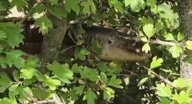 Yılana benzerliğiyle dikkat çeken 1 buçuk metrelik kertenkele kameralara yakalandı  