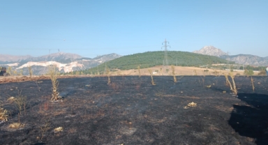 Yüksek gerilim hattına çarpan karga, 2 dönüm alanı kül etti