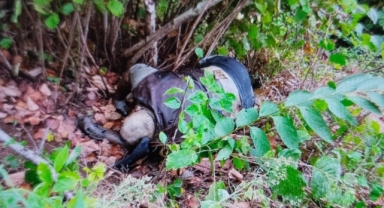 10 gündür haber haber alınamıyordu… Cansız bedeni fındık bahçesinde bulundu   