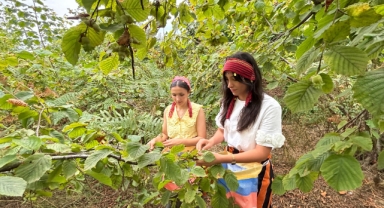 Coğrafi İşaretli Arsin Foşa Fındığında Hasat Sezonu Başladı 