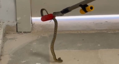 Diş hastanesine giren yılan ekiplerce doğaya salındı