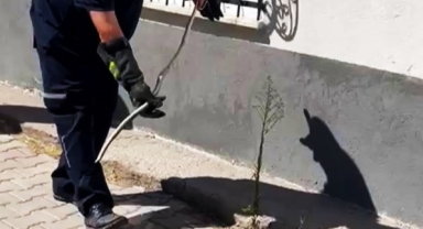 Doğalgaz kutusuna giren yılan yakalandı