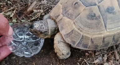 Duyarlı vatandaştan yüreklere dokunan hareket: Kaplumbağaya gözyaşları içinde su içirdi