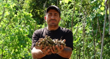 Fındığının çalındığını sandı, kamerada domuz çıktı