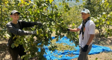 Fındık Bahçesinde Maliyet Alarmı: İşçilik Ücretleri Kazancı Sıfırlıyor
