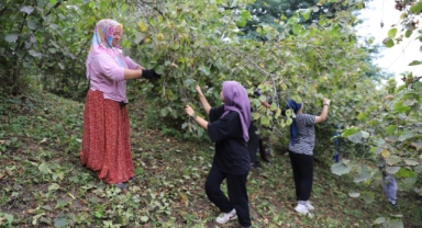‘Fındık Dalda, Aklın İşçide Kalmasın' projesi, işçi ve üreticileri memnun ediyor