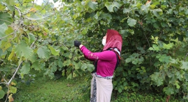 ‘Fındık Dalda Aklın İşçide Kalmasın’ Projesiyle Yerli İşçi ve Üretici Buluşuyor