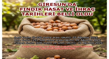 Fındık Hasadı İçin Geri Sayım Başladı! Giresun Valiliği Tarihleri Paylaştı