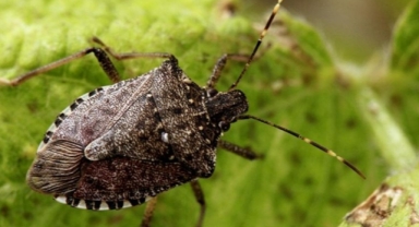 Fındık Hasadı Öncesi Kahverengi Kokarca Alarmı! Giresun’da İlaçlama Süreci Başladı