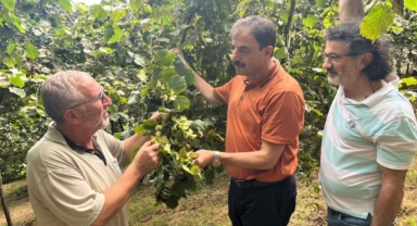 Fındık Hasadında Erken Toplama ve Yanlış Teknik Zararlı! Doğru Fındık Hasadıyla Randıman ve Kalite Nasıl Artar?