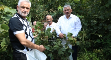 Fındıkta Beklenti Yüksek: TZOB Yönetim Kurulu Üyesi Soydan’dan Üreticiye Stratejik Satış Tavsiyesi