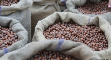 Fındıkta Kritik Uyarı: 2025 Rekoltesi Beklenenden Düşük, Fiyatlar Kaç TL’ye Kadar Yükselecek?