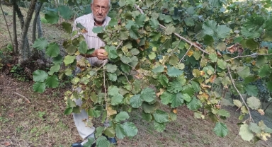 Fındıkta Maliyet Arttı, Rekolte Düştü: Giresunlu Fındık Üreticisinin Umudu Serbest Piyasa