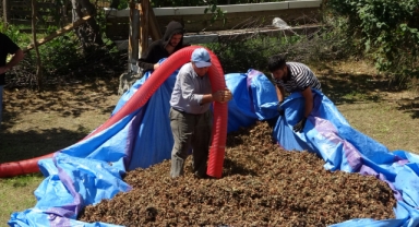 Fındıkta patoz mesaisi başladı