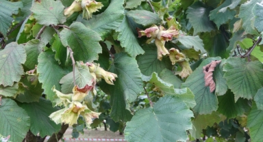 Fındıkta Verimlilik İçin Örnek Bahçeler Artıyor: Dünya Fındık Haftası Trabzon’da Kutlandı