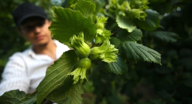 Fındıkta Zirai Don Rekolteyi Vurdu: Giresun ve Diğer Bölgelerde Düşüş Var