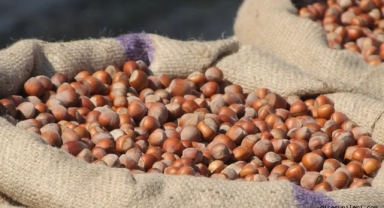 FİSKOBİRLİK, Giresun Kalite Fındık Fiyatlarını Açıkladı! Fındık Alım Fiyatları Ne Kadar?