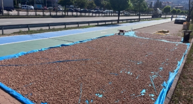 Giresun’da 2025 Fındık Hasadı Başladı: Sahil Şeridinde Kurutma Mesaisi