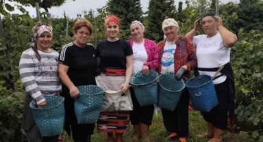 Giresun’da 2025’in İlk Fındık Hasadı Başladı! Verimlilikte Yeni Dönem