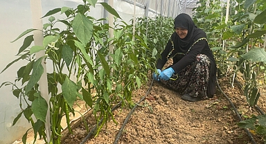Giresun'da Devlet Desteğiyle Kurulan Sera, Hayalleri Gerçeğe Dönüştürdü