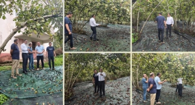 Giresun'da Fileyle Hasat Modeli Genişliyor: Müdür Yılmaz’dan Yerinde İnceleme
