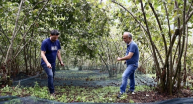 Giresun’da Fındık Hasadında Devrim: File Örtüyle Verim Artıyor, Maliyet Düşüyor