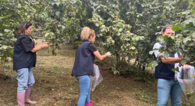 Giresun’da Fındıkta Zararlı Kalıntıya Geçit Yok: Hasat Öncesi Pestisit Denetimleri Başladı