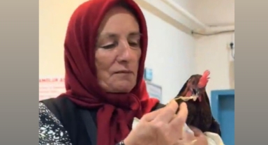 Giresun’da İlginç Operasyon: Tavuğun Boğazındaki İğne Ameliyatla Çıkarıldı