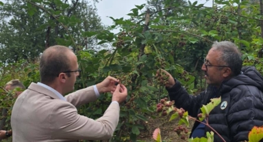 Giresun’da Kırsal Kalkınmaya Destek: Böğürtlen ve Ahududu Üreticisine Yerinde Ziyaret