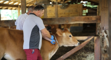 Giresun'da SAT-1 Serotipine Karşı Önlem: Şap Aşılama Kampanyası Devam Ediyor 