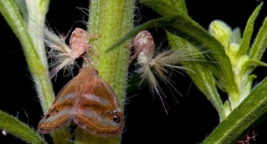 Giresun’da Tarım Alanlarında Yalancı Kelebek Tehlikesi: Geçici Koruma Ürünleri Belirlendi