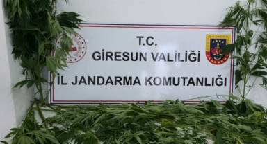 Giresun’da Uyuşturucu İle Mücadele! Yasa Dışı 15 Kök Kenevir Ele Geçirildi