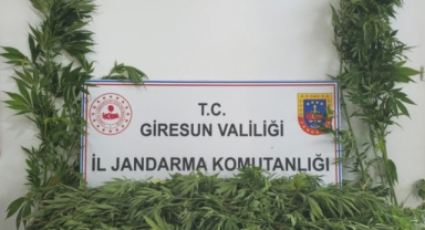 Giresun’da Uyuşturucuya Geçit Yok! 27 Kök Kenevir Ele Geçirildi