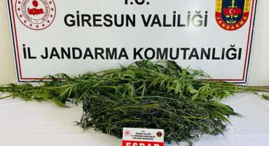 Giresun’da Zehir Tacirlerine Karşı Operasyon: Yasadışı Ekim Yapan Şahıs Yakalandı